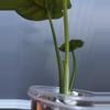 plant/Alocasia Scalprum Variegated-2-thumbnail