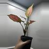 plant/Aglaonema Red Valentine-2-thumbnail