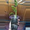 plant/Adansonii Indonesian Mint-2-thumbnail
