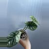 plant/Alocasia Scalprum Variegated-1-thumbnail