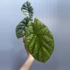 plant/Alocasia Scalprum Variegated-0-thumbnail