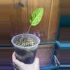plant/Anthurium Variegated Hookeri-1-thumbnail