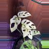 plant/Monstera Adansonii Albo/Mint-1-thumbnail