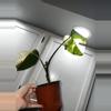 plant/Monstera Albo-1-thumbnail