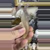 plant/Fluorite Dolphin #3-0-thumbnail