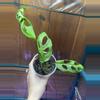 plant/Adansonii Indonesian Mint-0-thumbnail