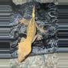 plant/Empty back proven female (fired down)-0-thumbnail