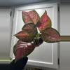 plant/Aglaonema Red Valentine-0-thumbnail