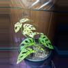 plant/Monstera Adansonii Albo/Mint-0-thumbnail