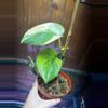 plant/Scindapsus Jade Satin Aurea-0-thumbnail