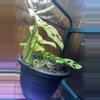 plant/Monstera Adansonii Albo/Mint-2-thumbnail