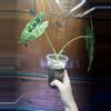plant/Alocasia Frydek Variegated-2-thumbnail