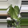 plant/Philo pastazanum x plowmanii exact plant -0-thumbnail
