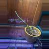 plant/Monstera Esqueletto Rooted Node with grow point-0-thumbnail