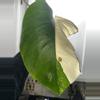 plant/Monstera Albo-4-thumbnail
