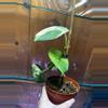 plant/Scindapsus Jade Satin Aurea-3-thumbnail
