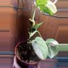 plant/Scindapsus Jade Satin Aurea-2-thumbnail