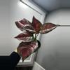 plant/Aglaonema Red Valentine-1-thumbnail