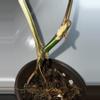 plant/Monstera Albo-2-thumbnail