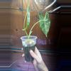 plant/Alocasia Frydek Variegated-1-thumbnail