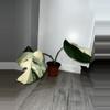 plant/Monstera Albo-0-thumbnail