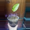 plant/Anthurium Variegated Hookeri-0-thumbnail