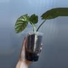 plant/Alocasia Scalprum Variegated-3-thumbnail