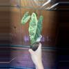 plant/Alocasia Frydek Variegated-0-thumbnail