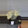 plant/5601 pachypodium brevicaule-1-thumbnail
