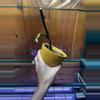 plant/Monstera Esqueletto Rooted Node with grow point-3-thumbnail