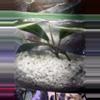 plant/Hoya Wilbur Graves Unrooted 2-4 leaf cuttings-1-thumbnail