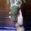 plant/Alocasia Frydek Variegated-3-thumbnail