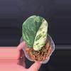 plant/Scindapsus Jade marble fresh cutting D (mom in 2nd pic)-0-thumbnail