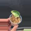 plant/Scindapsus Jade marble fresh cutting C (mom in 2nd pic)-0-thumbnail
