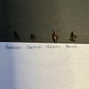plant/Rare Green Corm Bundle 4 corms! Read description-1-thumbnail