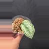 plant/Scindapsus Peasun rooted cutting A-0-thumbnail