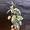 plant/Scindapsus Mariposa fresh cutting (A) mom in 2nd pic-1-thumbnail