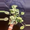 plant/Scindapsus Jade marble fresh cutting B (mom in 2nd pic)-1-thumbnail