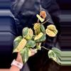 plant/Pink Micans fresh cutting (mom in 2nd pic)-1-thumbnail
