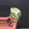 plant/Scindapsus Jade marble fresh cutting B (mom in 2nd pic)-0-thumbnail