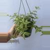 plant/6” Hoya Lanceolata ‘Bella’-1-thumbnail