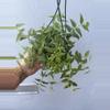plant/6” Hoya Lanceolata ‘Bella’-0-thumbnail