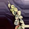 plant/Rooted top cutting Scindapsus Halimoon A (mom in 2nd pic)-1-thumbnail