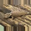 plant/Sarasinorium male with collar-0-thumbnail