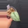 plant/Scindapsus Peasun rooted cutting C-0-thumbnail