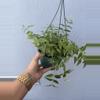 plant/6” Hoya Lanceolata ‘Bella’-2-thumbnail