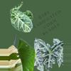 plant/Rare Variegated Corm Bundle-0-thumbnail