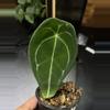 plant/Anthurium Forgettii Dark-0-thumbnail