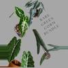 plant/Rare Green Corm Bundle 4 corms! Read description-0-thumbnail