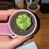 plant/Green Marble Clone-0-thumbnail